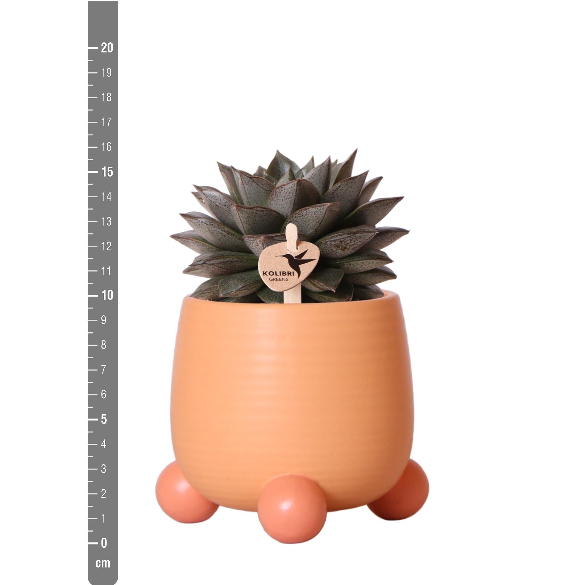 Plante d'intérieur - mix de 3 plantes succulentes et leurs caches-pots en céramique pêche 18cm