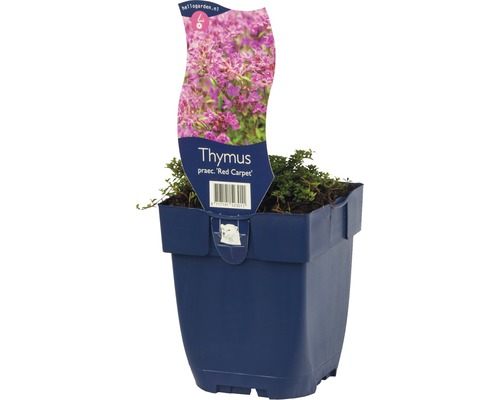 Zandtijm tapijttijm FloraSelf Thymus 'Red Carpet' H ca. 5 cm Co 0,5 L