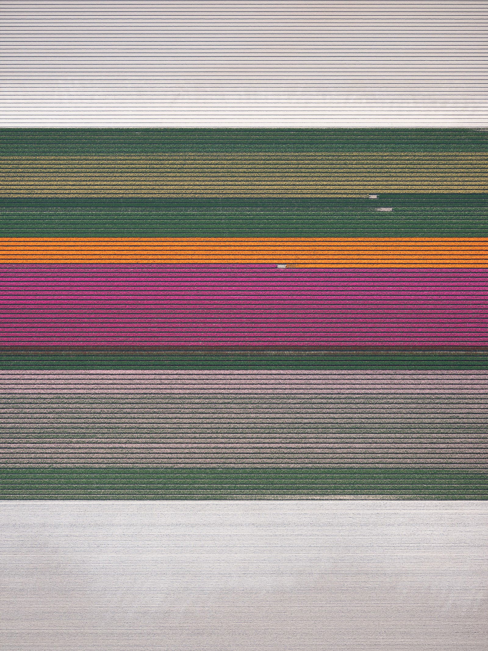 In Full Bloom II by Kevin Krautgartner - Limited Edition. Edition of: 150. Signed.