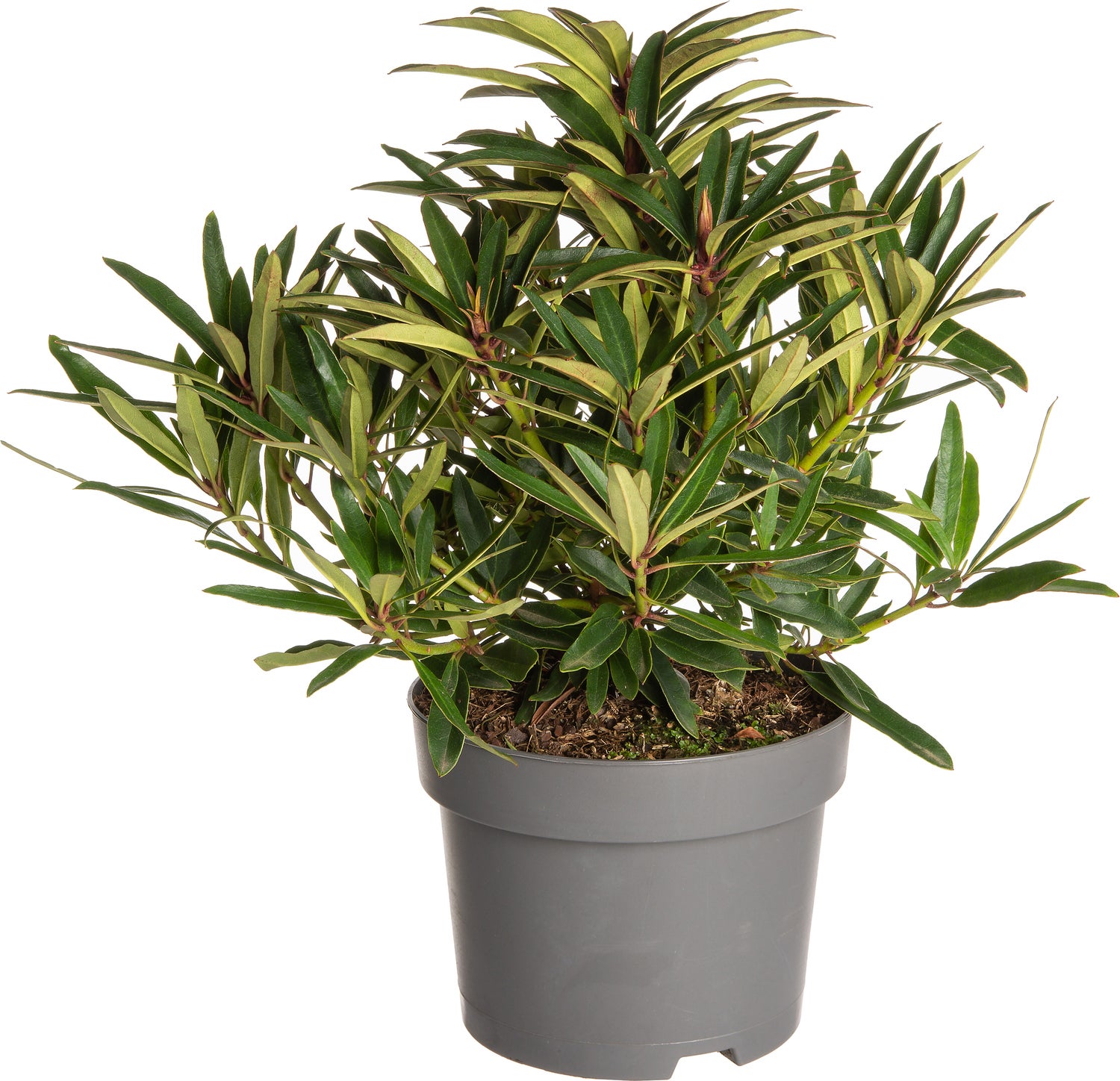 Rhododendron (Rhododendron 'Graziella') D 19 H 25 cm