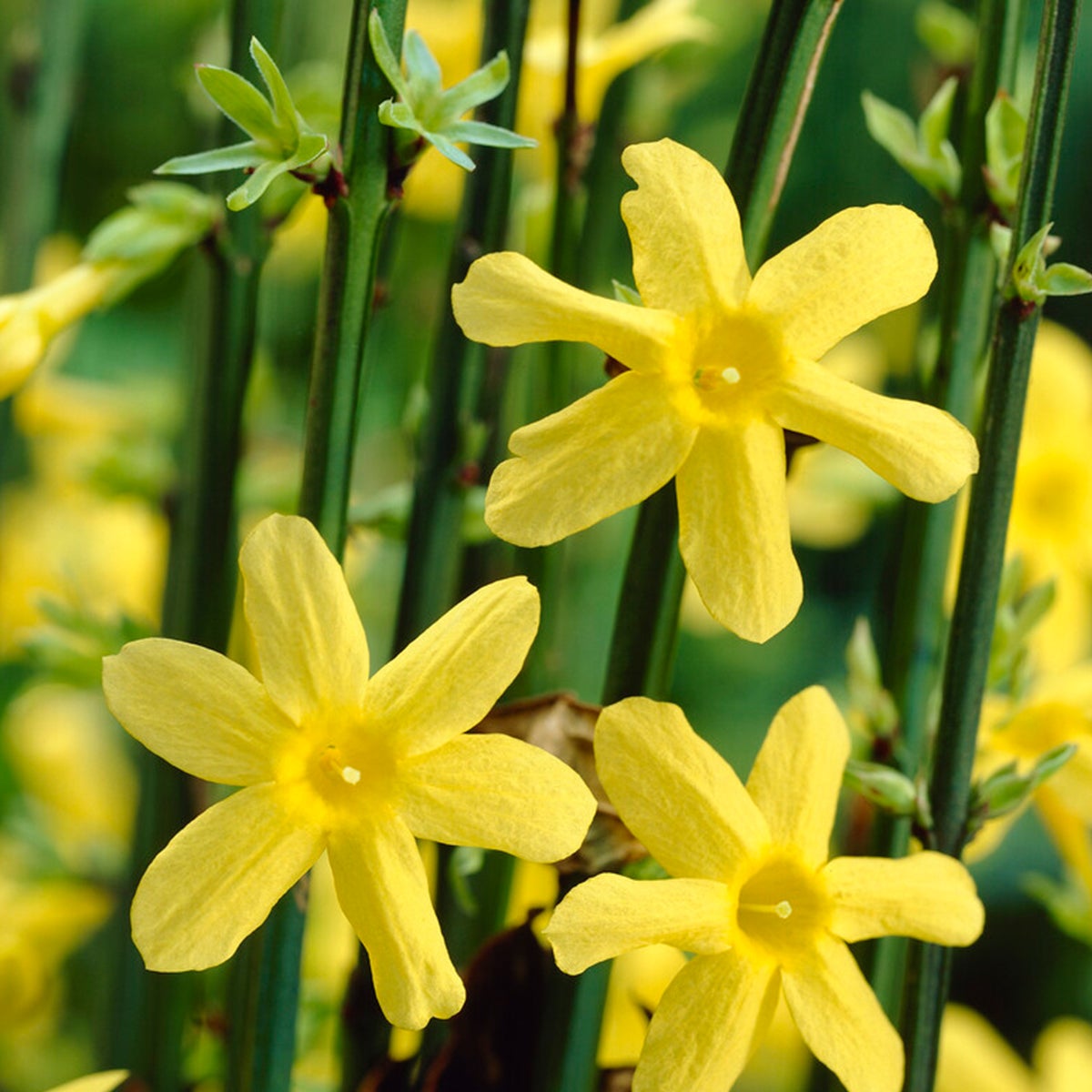 Bloomique – Jasminum Nudiflorum – Winterjasmijn – Geel – Klimplanten – Tuinplanten – Winterhard – Potmaat 15 cm – Hoogte 70–80 cm