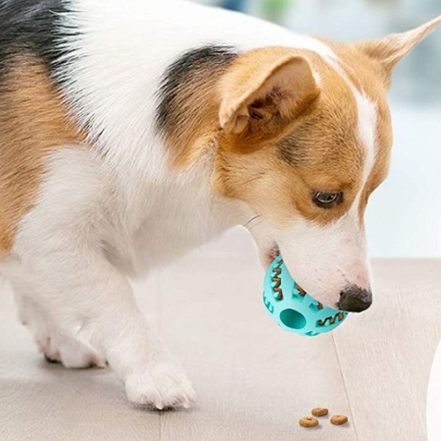 Bola de borracha para adestramento de cães