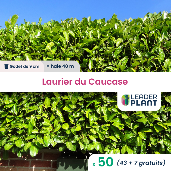 50 x laurier palme, caucase en pot de 1 l