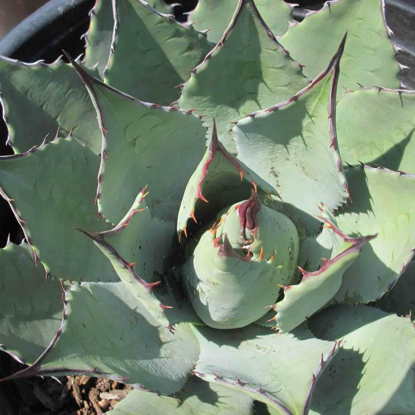 Agave parryi sp. Parryi jaune et rouge - pot de 5 litres