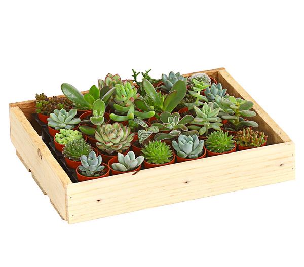 Mini Sukkulenten-Set, verschiedene Sorten in