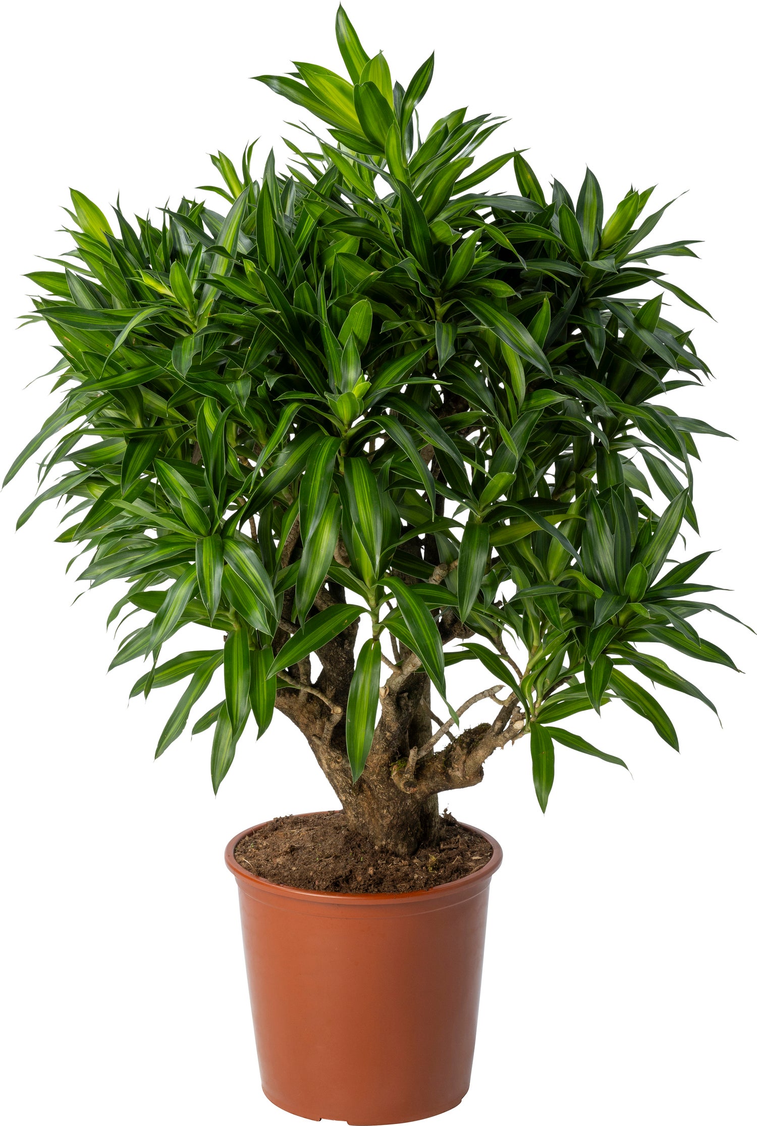 Drakenbloedboom (Dracaena reflexa 'Song of Jamaica') D 27 H 90 cm
