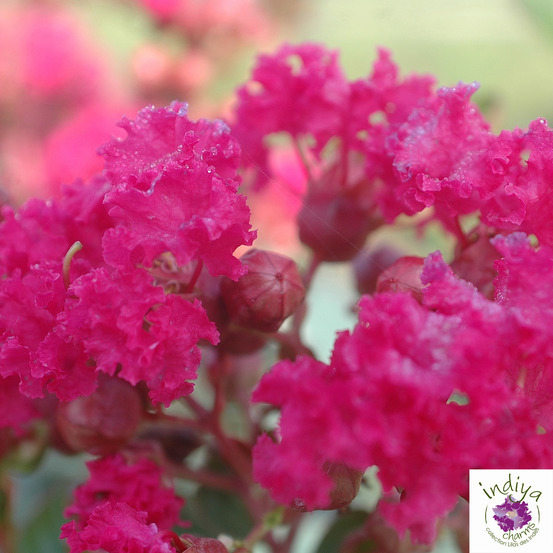 Lilas des Indes pot 12L - Coloris variables