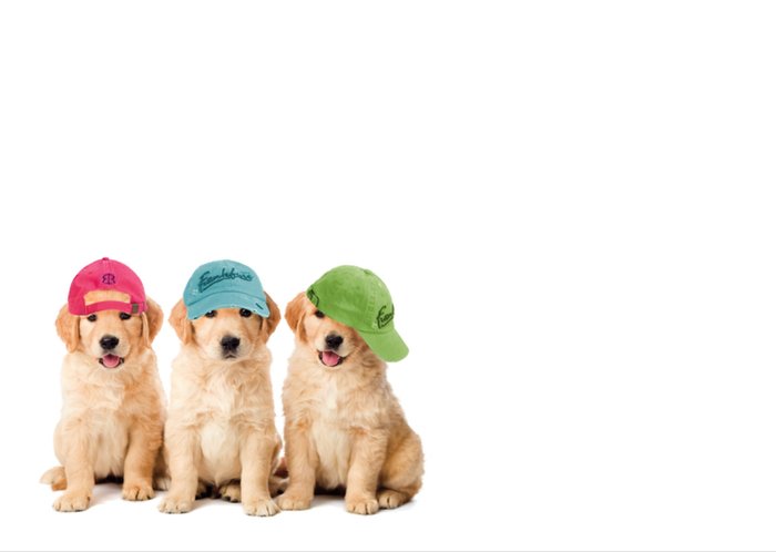 Studio Pets | Pensioenkaart | Schattig | Puppy