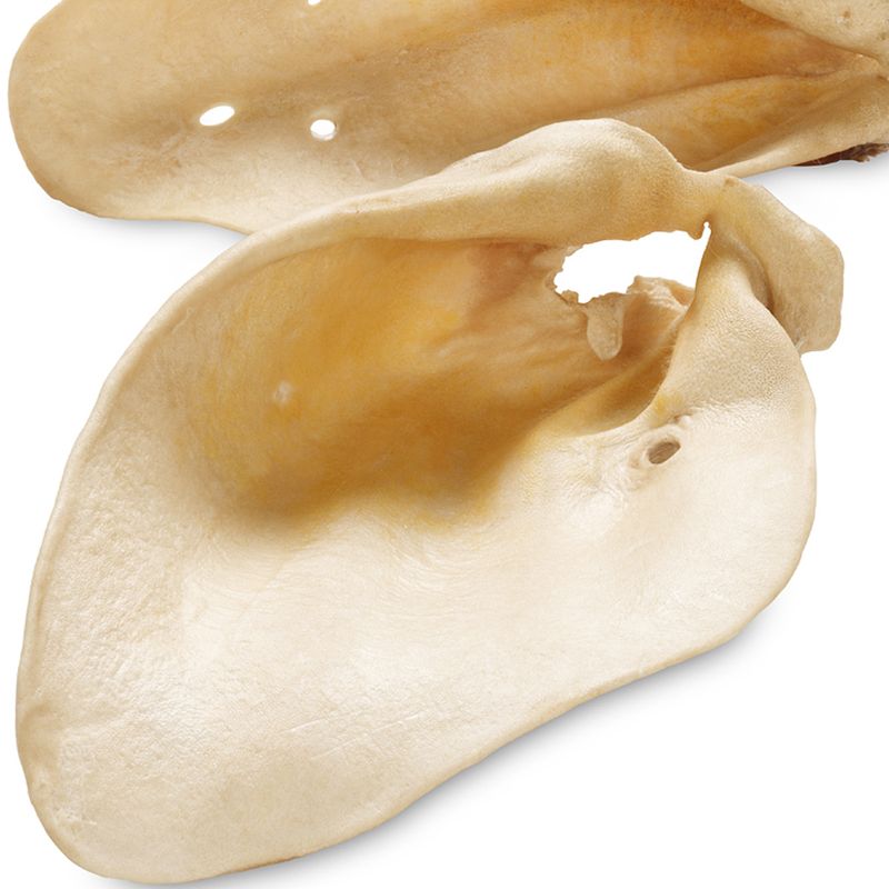 Oreilles de bœuf de Bavière ou d'Autriche