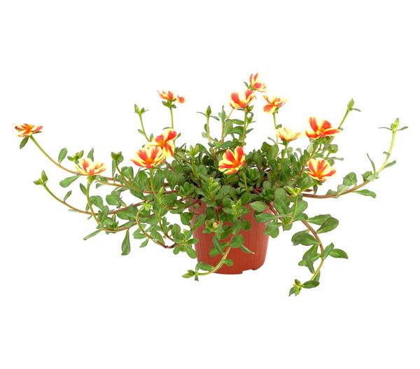 Portulakröschen, zweifarbig, verschiedene
