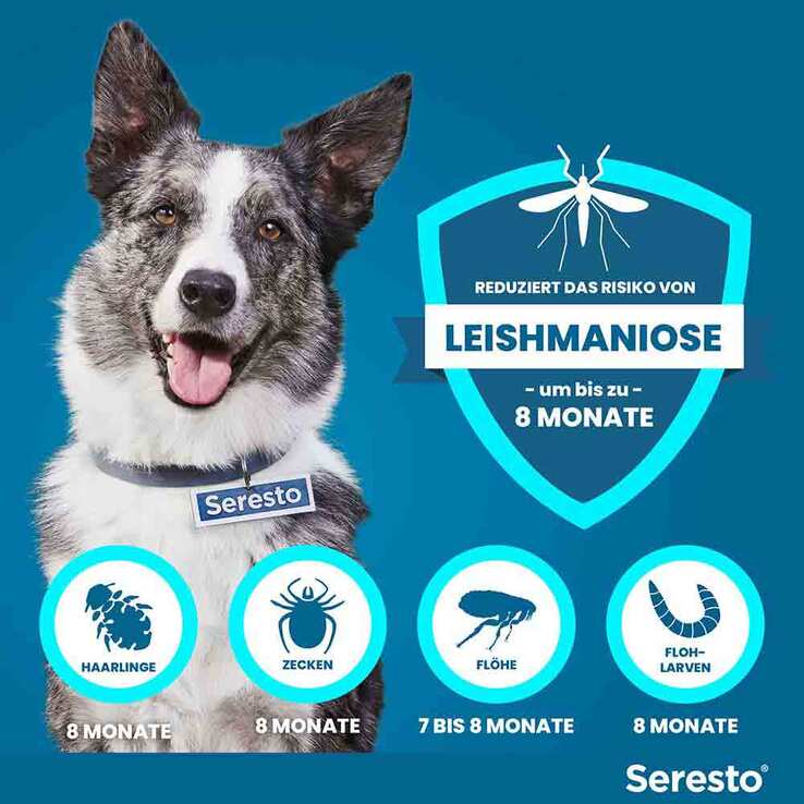 Seresto Halsband für große Hunde über 8 kg, 1 St