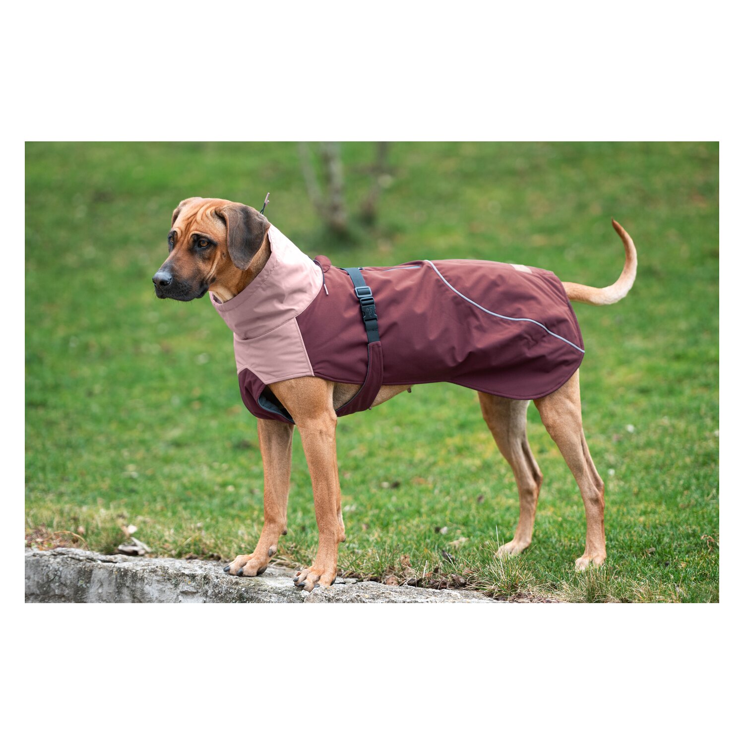 pawberry Hunde-Wintermantel Tallinn - purpur