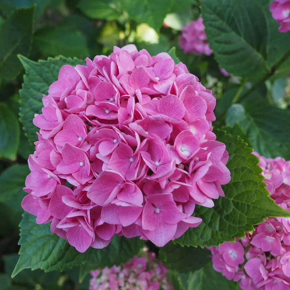 Hortensia - Set van 3 - Hydrangea 'Early Pink' - Hoogte 25-40cm - ⌀9cm