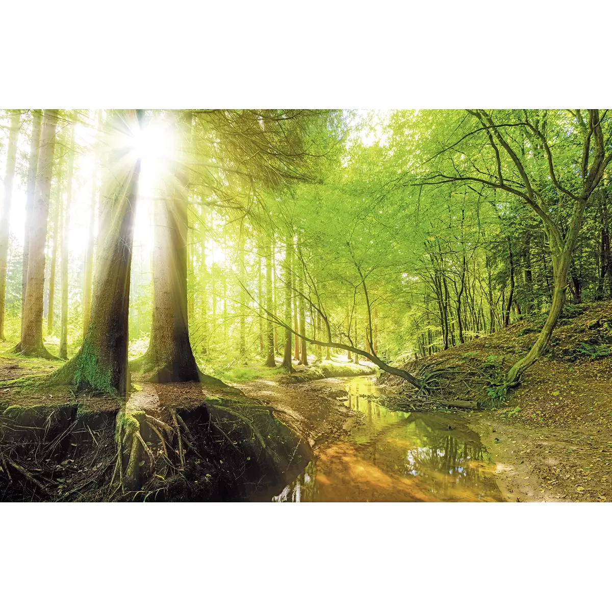 Bild Kühler Wald DB 90x58 Kühler Wald braun,grün