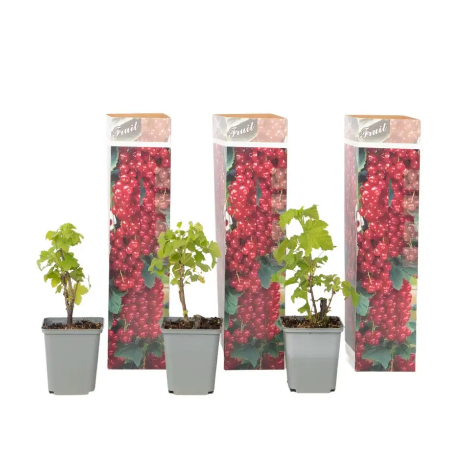 Aalbes - Set van 3 - Ribes rubrum - Hoogte 25-40cm - ⌀9cm