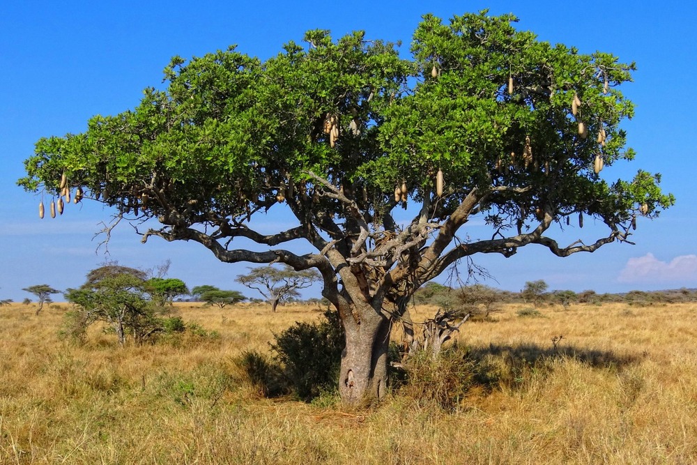 Arbre à saucisses - 10 graines - avec substrat - kigelia pinnata var. Africana