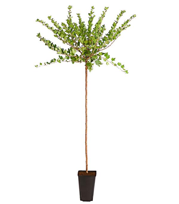 Stachelbeere 'Hinnonmäki', Stämmchen