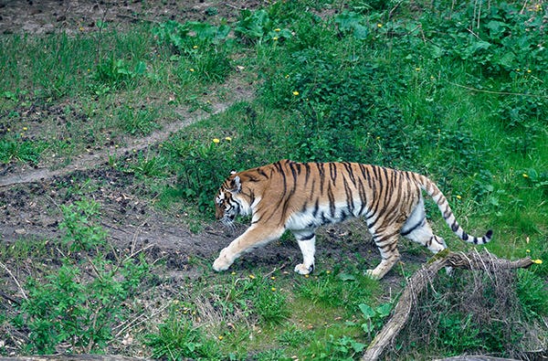 Löwen und Tiger füttern Lüdinghausen