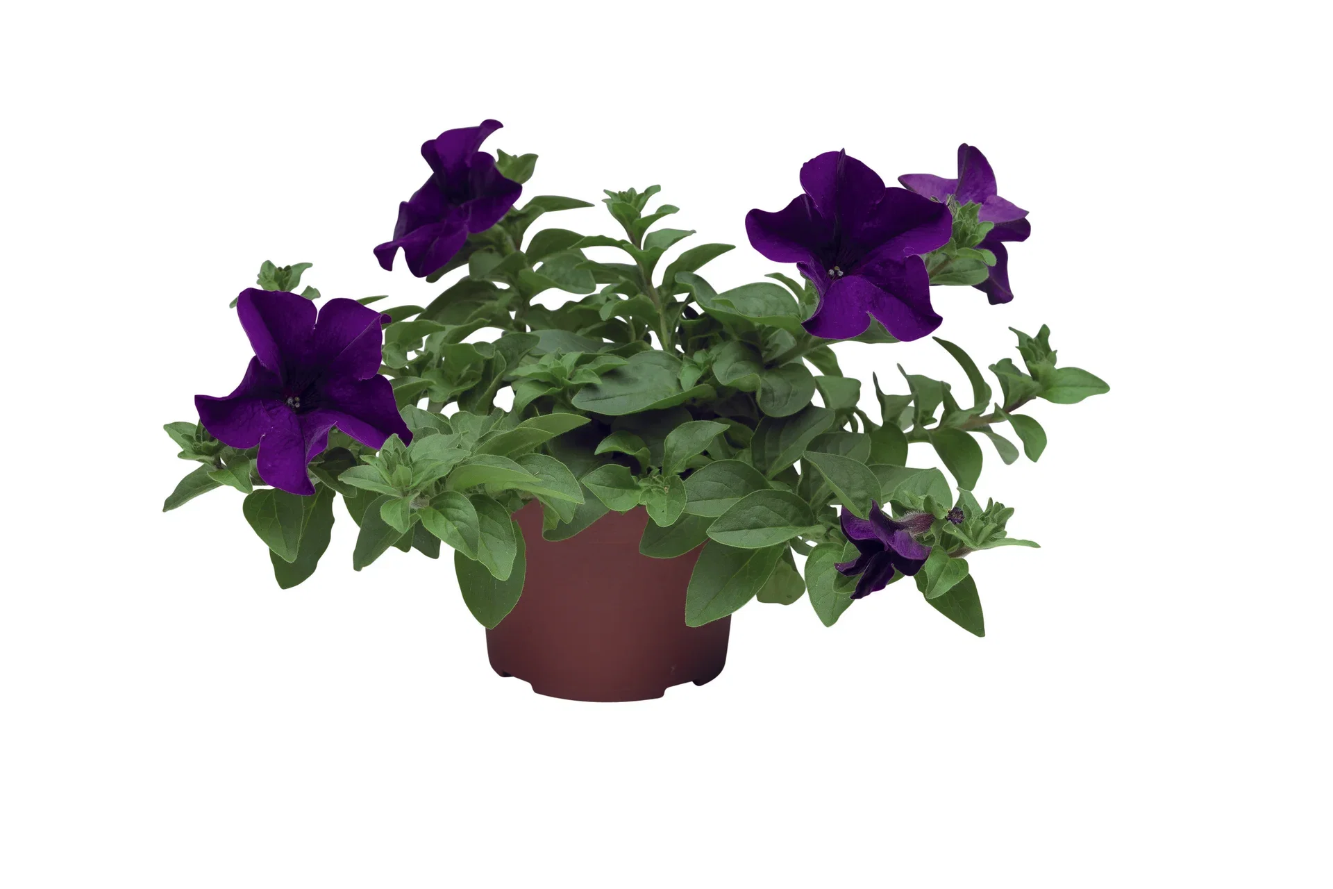 Petunia h. Blue 12 cm Petunia Ø12 cm