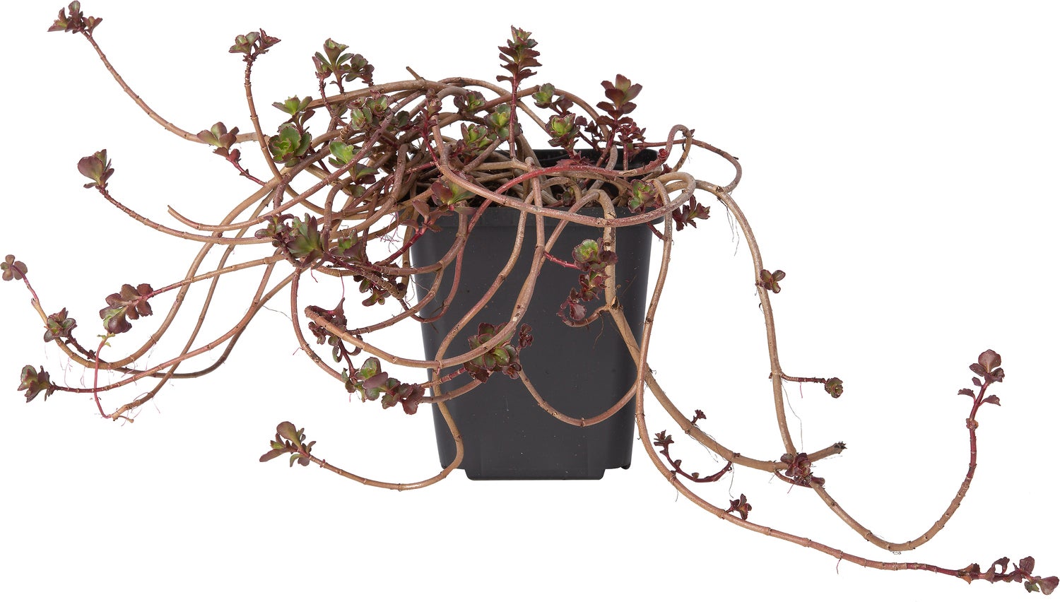 Vetkruid (Sedum pachyclados) D 9 H 10 cm