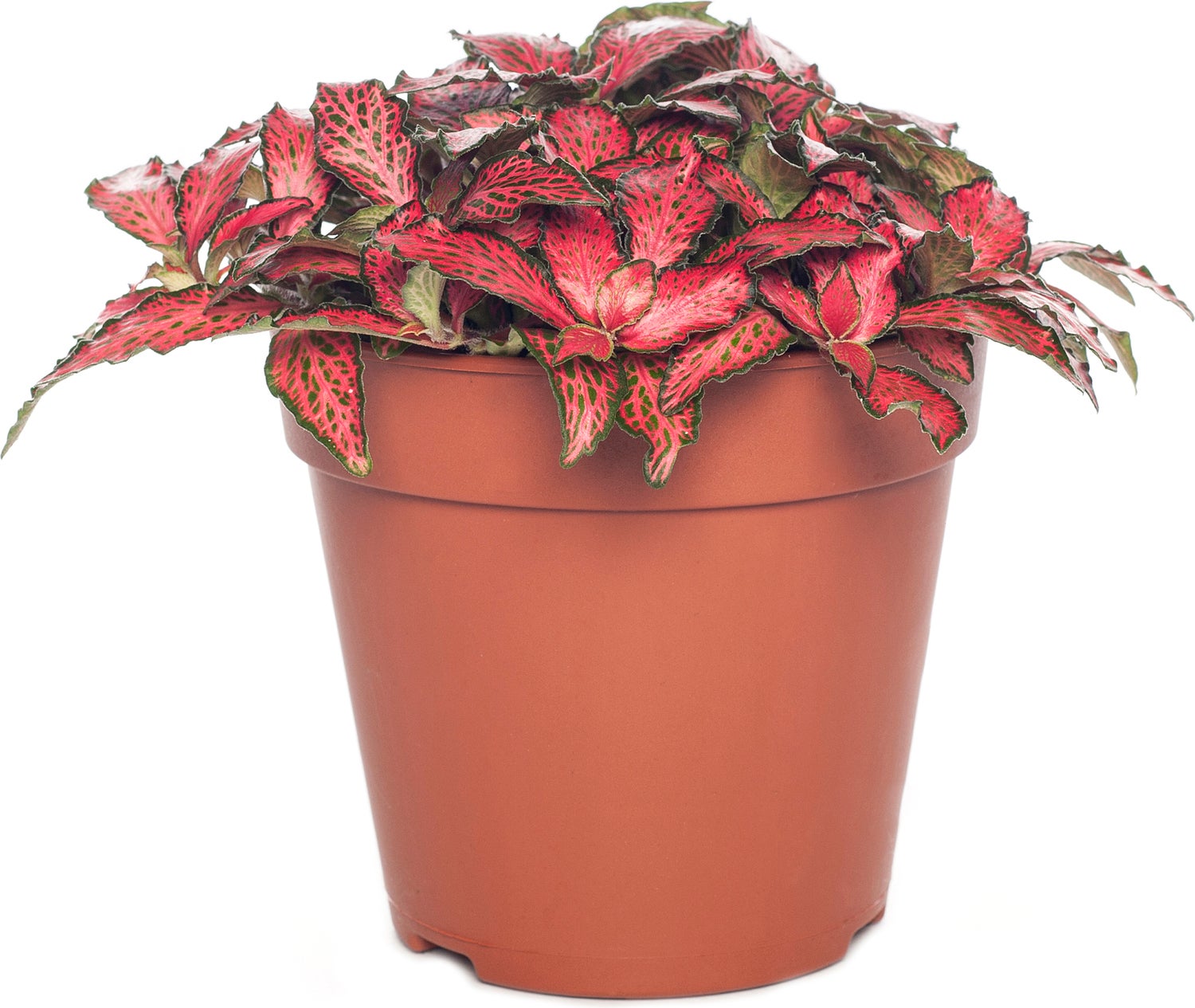 Mozaïekplant (Fittonia verschaffeltii 'Forest Flame') D 12 H 15 cm