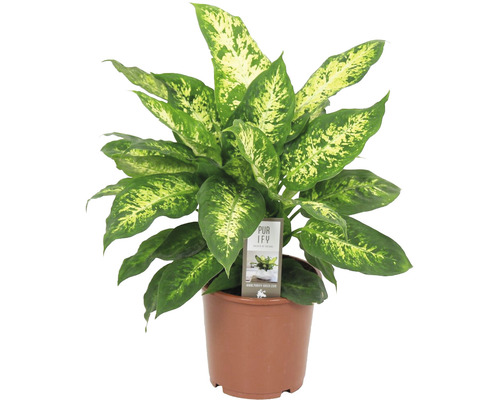 Dieffenbachia FloraSelf Dieffenbachia compacta H 50-60 Ø 17 cm pot