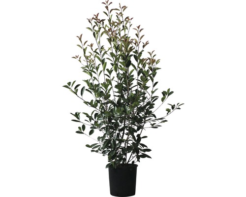 Loquat FloraSelf Photinia fraseri 'Red Robin' H 125-150 cm Co 15 L