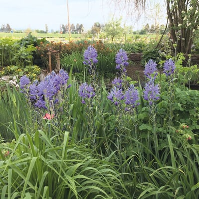 Blumenzwiebeln Prärielilie 'Blue Candle'