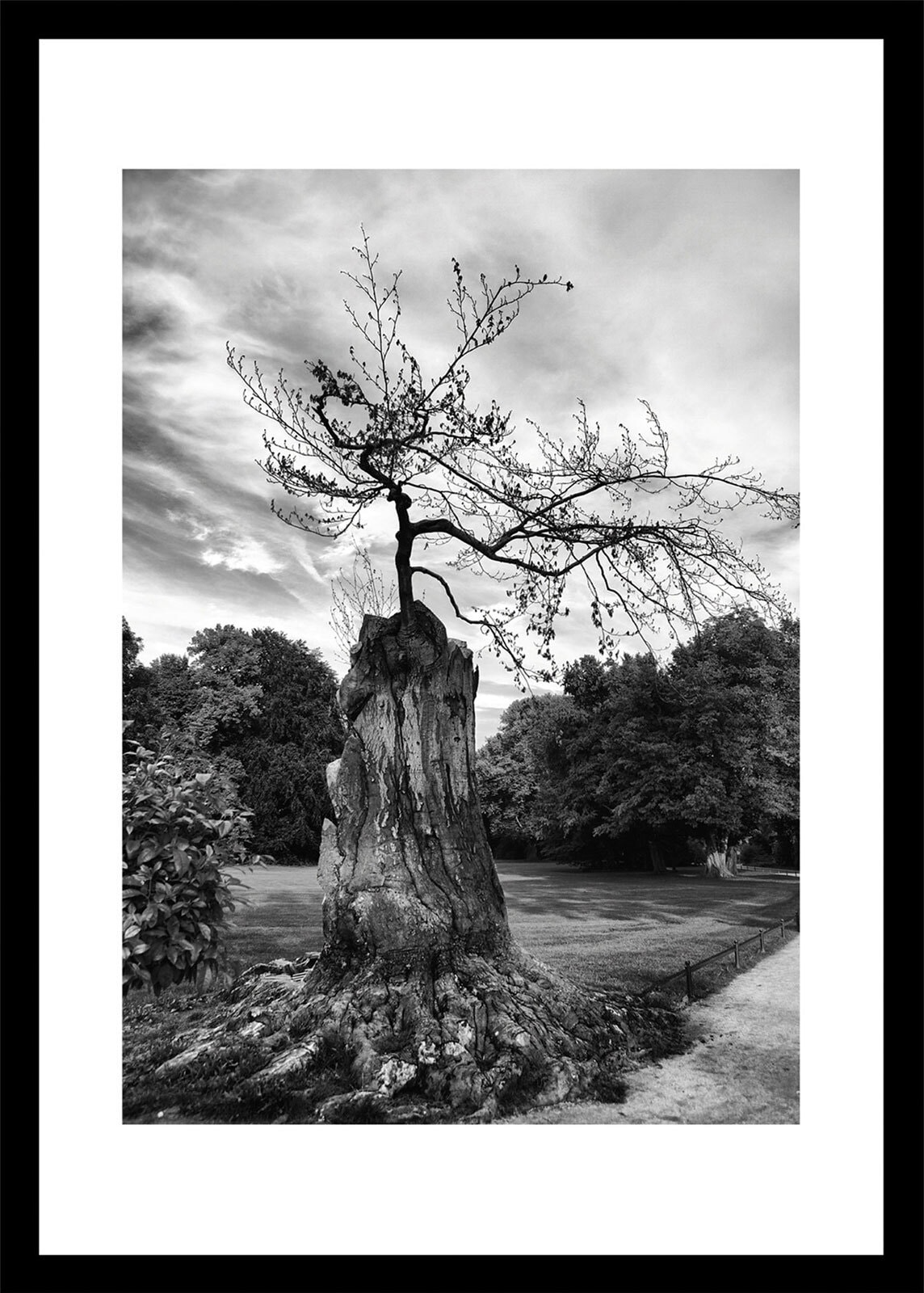 BÖNNINGHOFF Bild mit Rahmen BAUM 50 x 70 cm