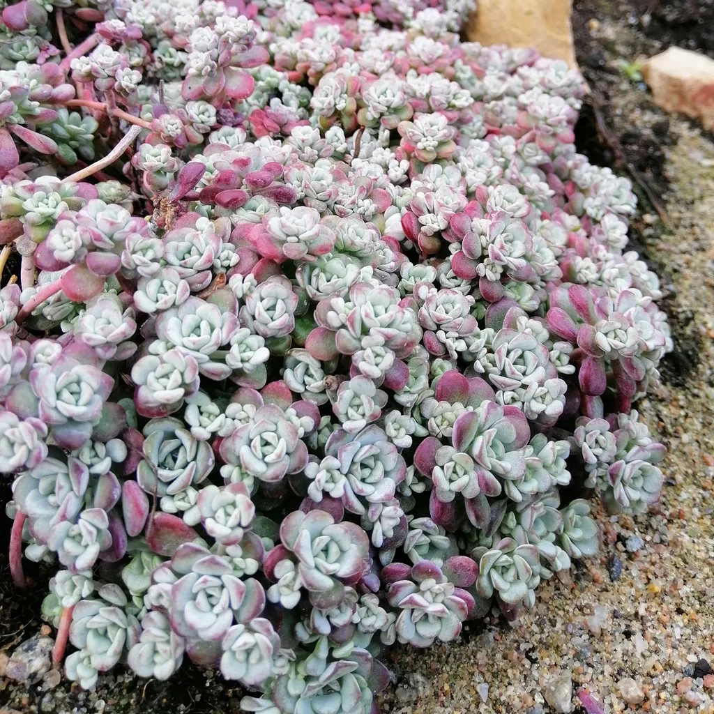 Sedum spathulifolium 'Cape Blanco' Sølvbergknapp  'Cape Blanco' Ø11 cm
