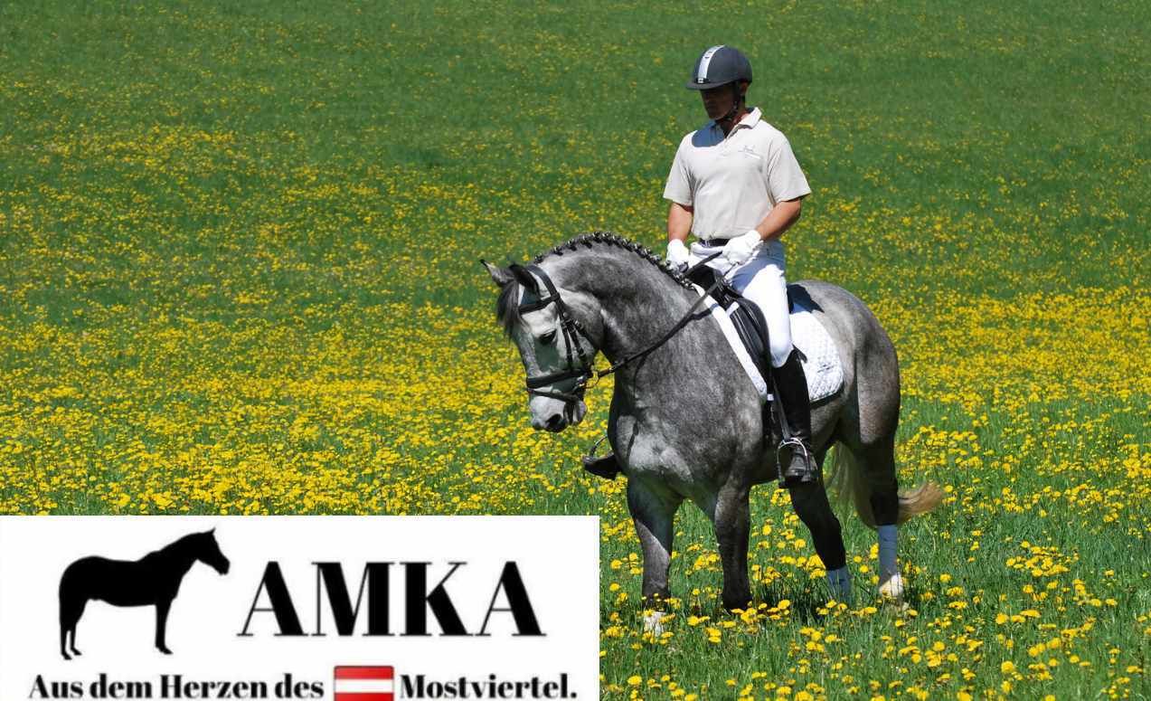 AMKA Knebeltrense Schenkeltrense