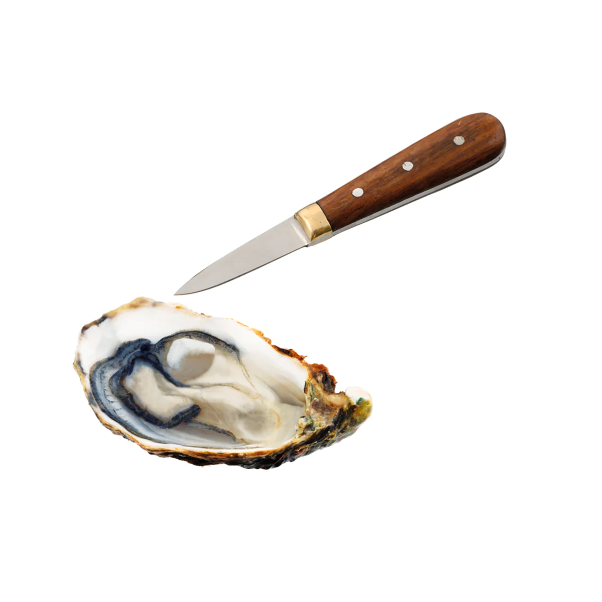 Lancette à huîtres Louis Tellier