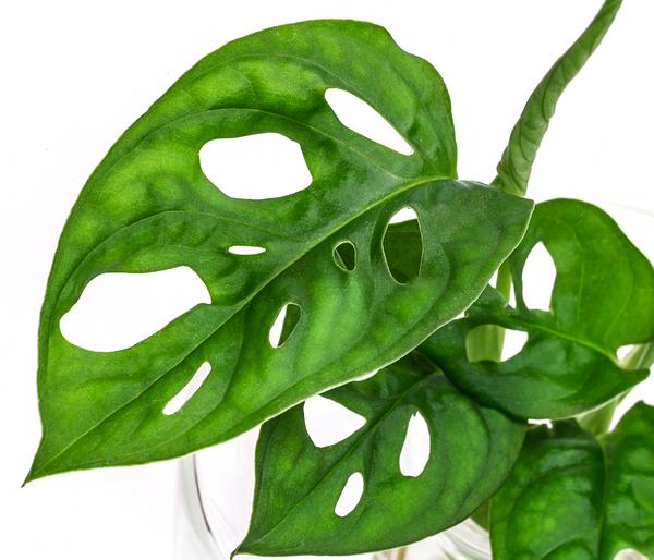 Waterplant Fensterblatt im Glas - Monstera