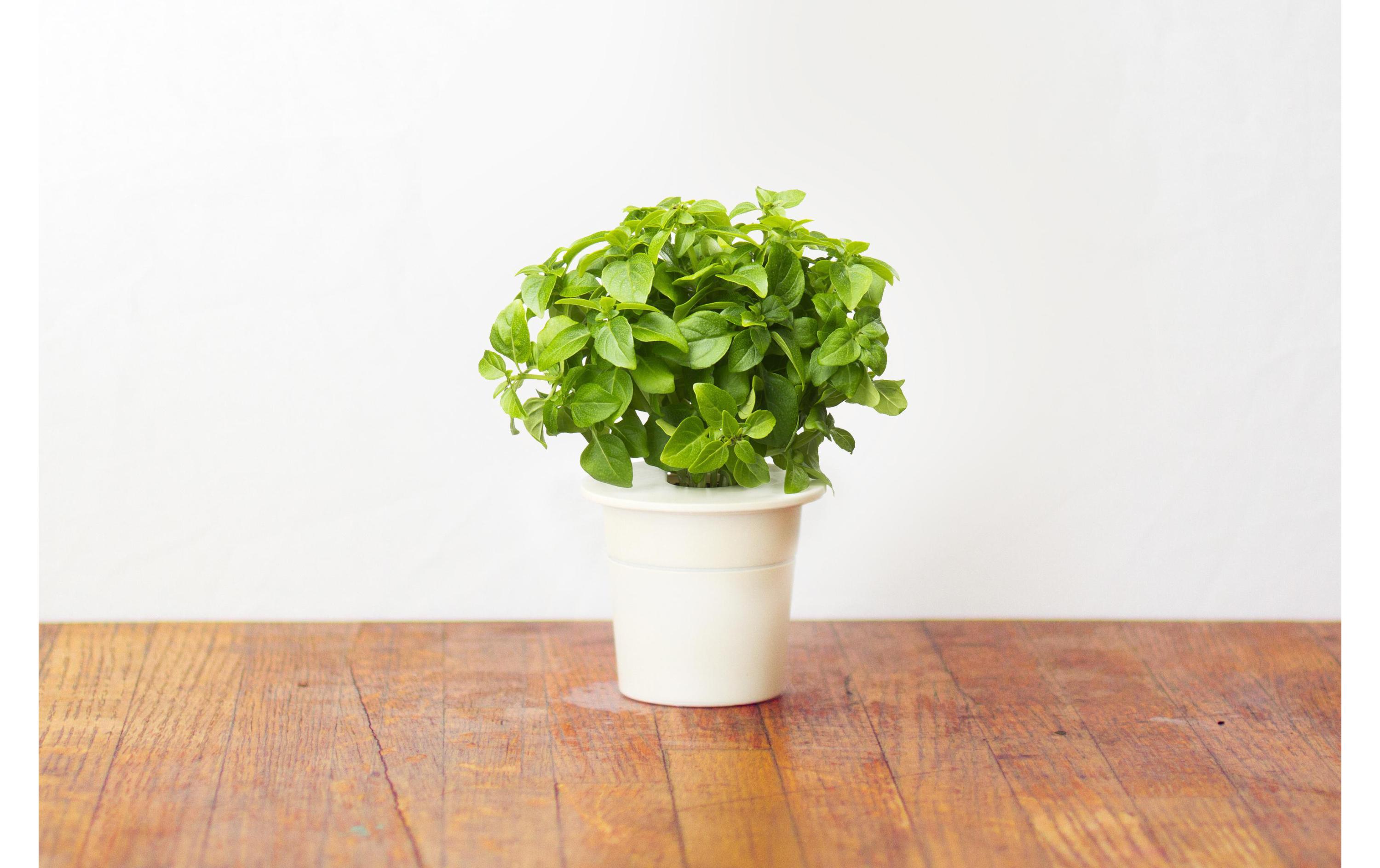 Samen ZwergbasilikumNachfüllpackung zum Smart Herb Garden