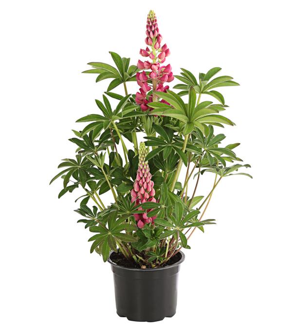 Lupine, verschiedene Sorten