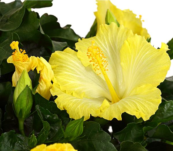 Zimmerhibiskus - Hibiscus rosa-sinensis,
