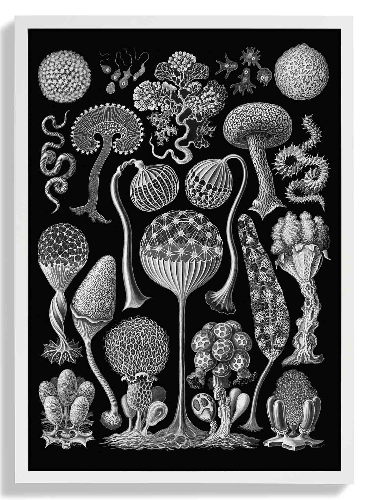 Mycetozoa von Ernest Haeckel