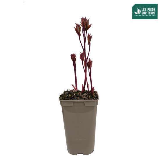Pivoine 'Louis Van Houtte':pot 2L