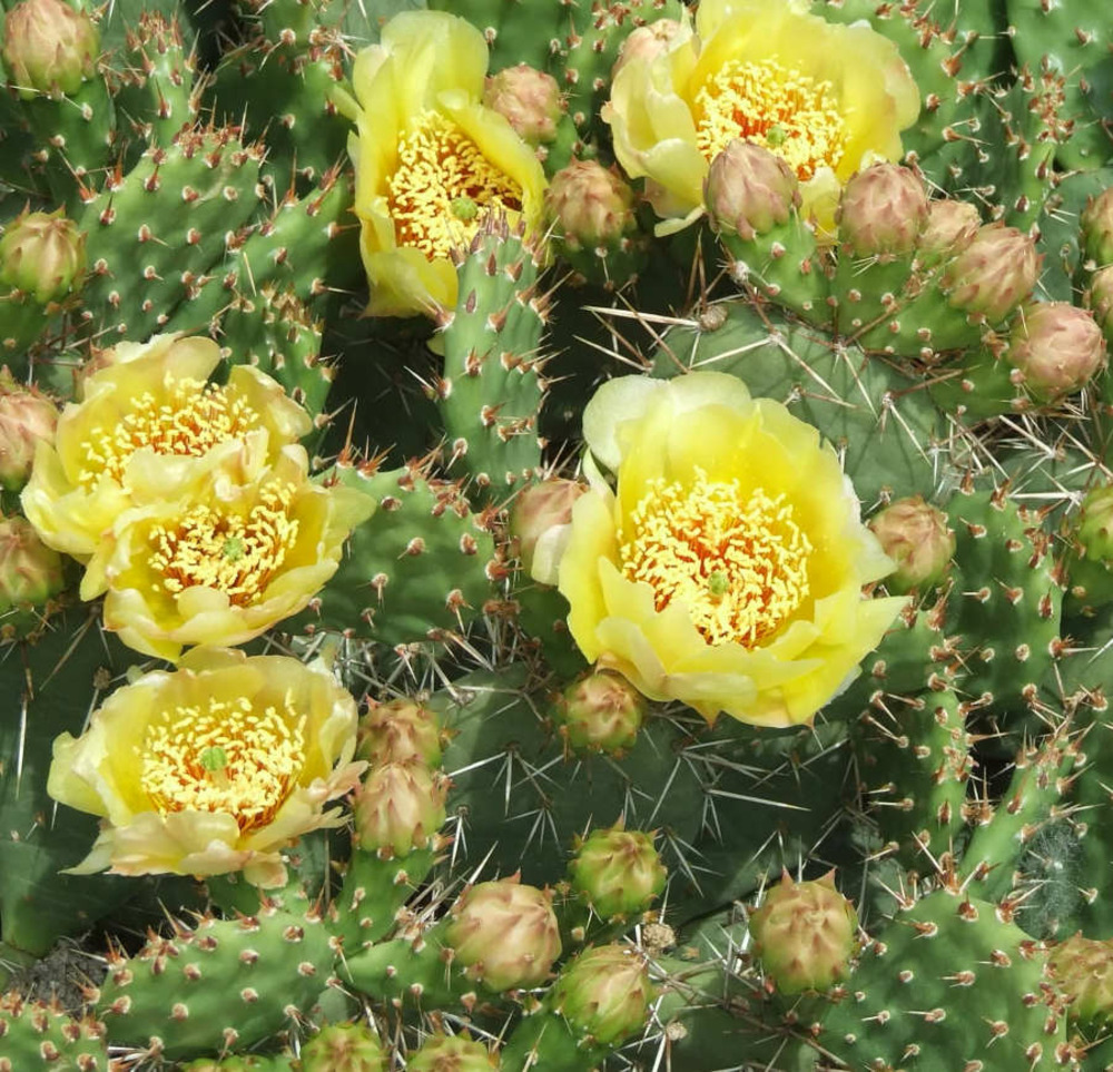 Opuntia humifusa (figuier de barbarie) jaune - taille pot de 1 litre - 10/30 cm