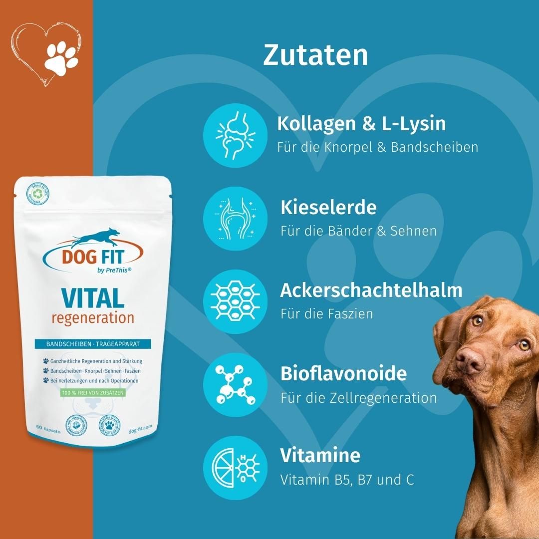 DOG FIT by PreThis® VITAL regeneration für Hunde Bandscheiben, Sehnen, Knorpel & bei Verletzungen
