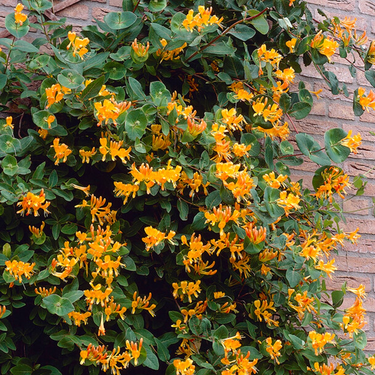 Bloomique – Lonicera tellmanniana – Kamperfoelie – Sinaasappel – Klimplanten – Tuinplanten – Winterhard – Potmaat 15 cm – Hoogte 70–80 cm