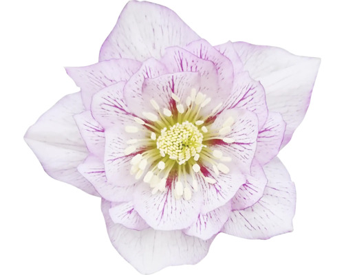 Kerstroos, Lenteroos FloraSelf Helleborus orientalis Viv Ø 19 cm pot dubbele bloemen