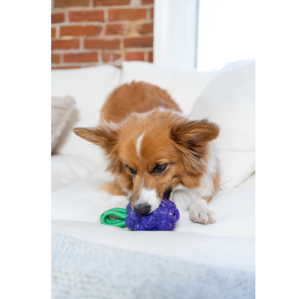 Outward Hound Dental Grapes