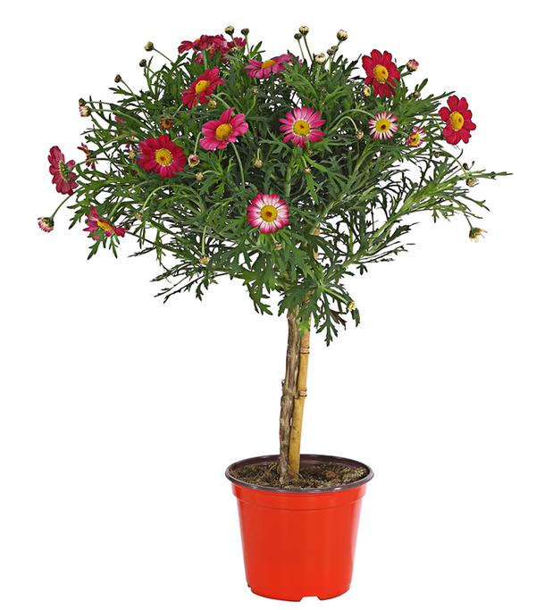 Margerite, Stämmchen, verschiedene Farben