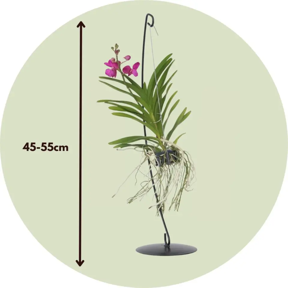 Roze Orchidee met standaard - Vanda 'Pink' - Hoogte 45-55cm