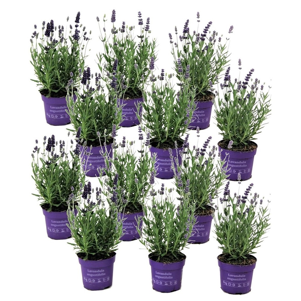 Lavandula angustifolia - x12 - plante de lavande - pot 10.5cm - hauteur 10-15cm