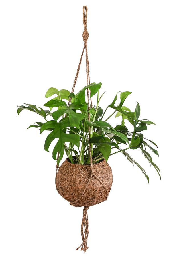 Kokodama-Ampel Fensterblatt - Monstera