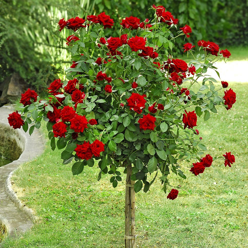 Rosier demi-tige niccolo paganini ® meicairma racine nue