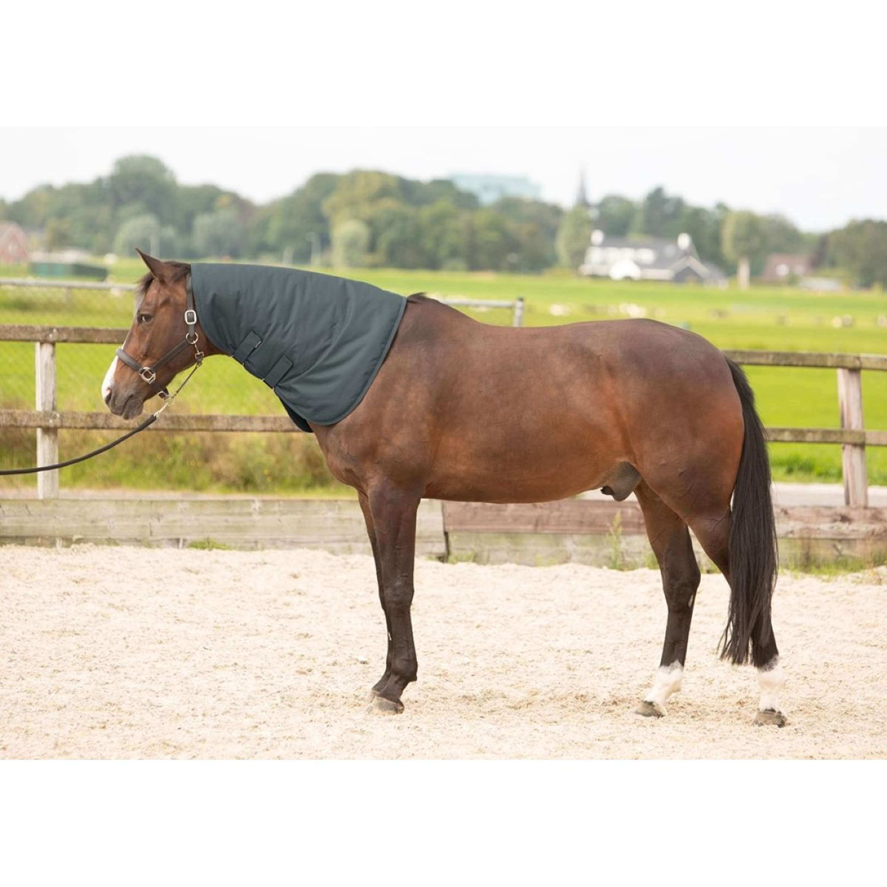 Harry's Horse Halsstuk Thor 200 Ebony