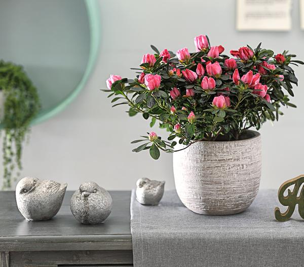 Zimmerazalee - Rhododendron simsii 'Scherrer'